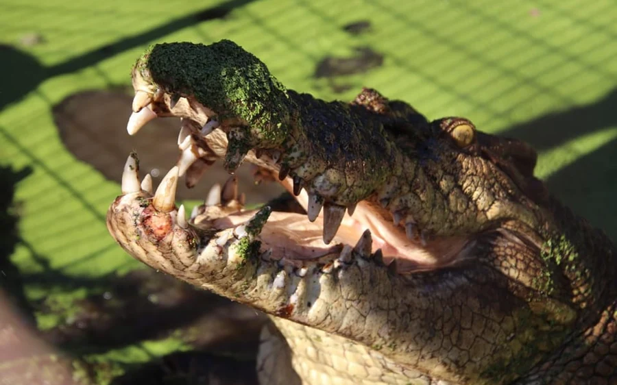 A saltwater crocodile at Malcolm Douglas Crocodile Park in Broome