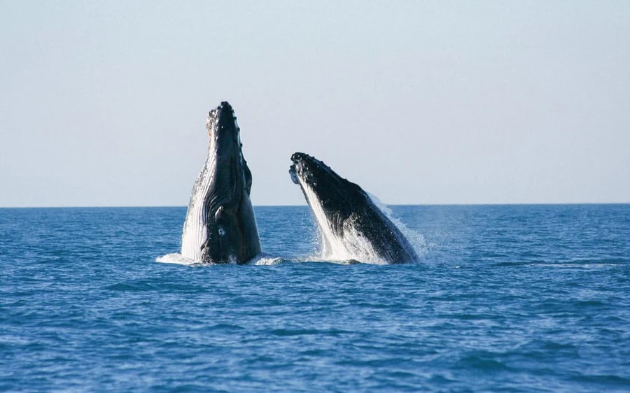 A humpback whale seen from a Broome whale-watching cruise